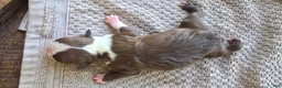 Boston Terrier dogs for sale: Boston Terrier Puppy 3 - Ad 8
