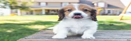 Miniature Dachshund dogs for sale: Hobbes - Ad 4