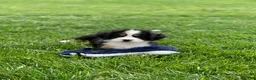 Bernese Mountain Dog dogs for sale: Elvis - Ad 2
