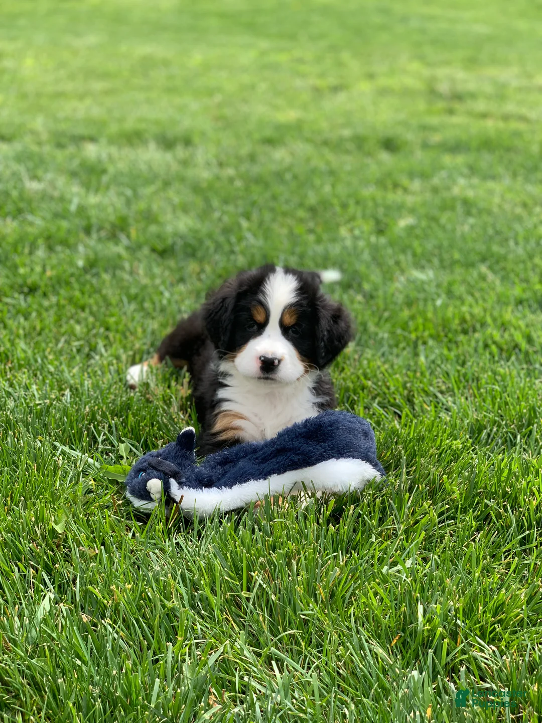Bernese Mountain Dog dogs for sale: Elvis - Ad 2
