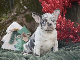 French Bulldog dogs Nadia - Ad 35