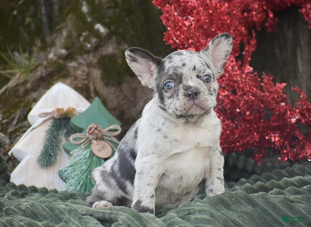 French Bulldog dogs for sale: Nadia - Ad 3