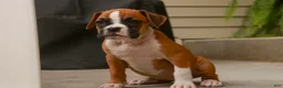 Boxer dogs for sale: Zoey - Ad 8