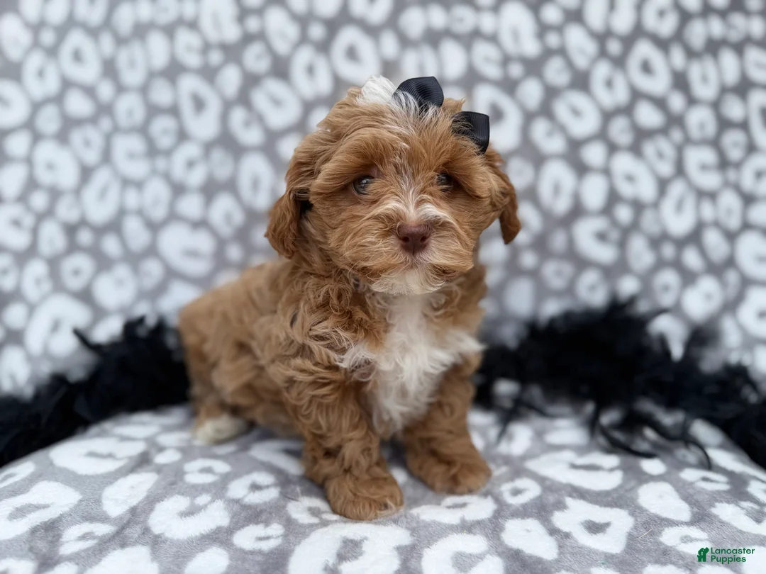 Shihpoo dogs for sale: Harley - Ad 8