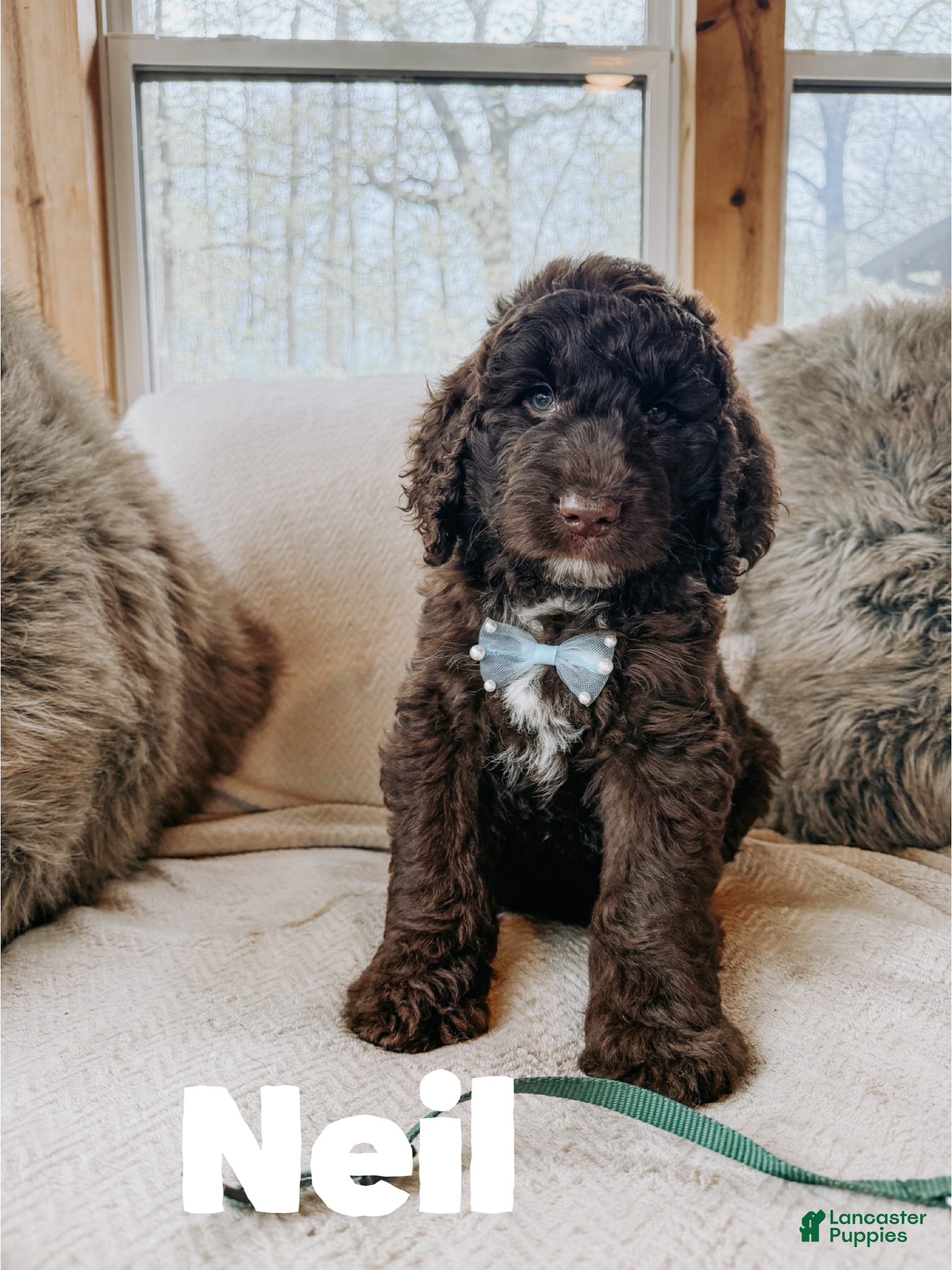 Saint Berdoodles dogs Neal - Ad 11