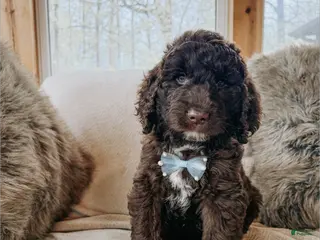 Saint Berdoodles dogs Neal - Ad 2