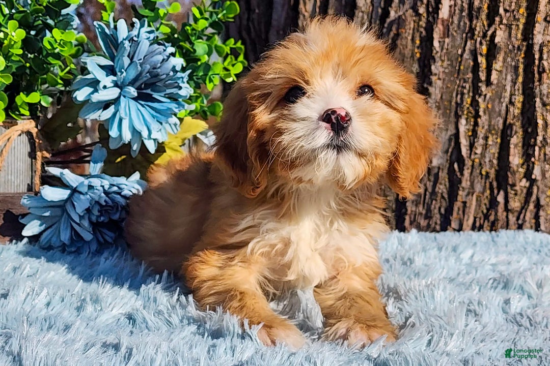 Cavapoo dogs for sale: Sarah - Ad 2