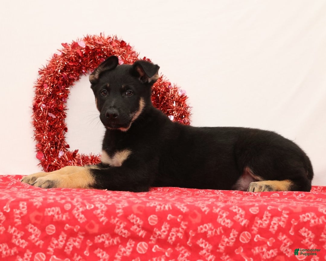 German Shepherd dogs for sale: Marshall - Ad 3