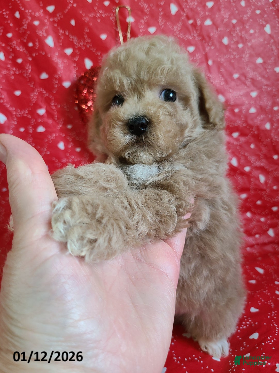 Bichpoo dogs for sale: Doll Face - Ad 9