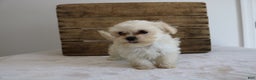 Maltipoo dogs for sale: Keera - Ad 10