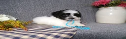Havanese dogs for sale: Kye - Ad 5