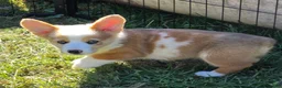 Welsh Corgi Pembroke dogs for sale: Beautiful Bentley  - Ad 9