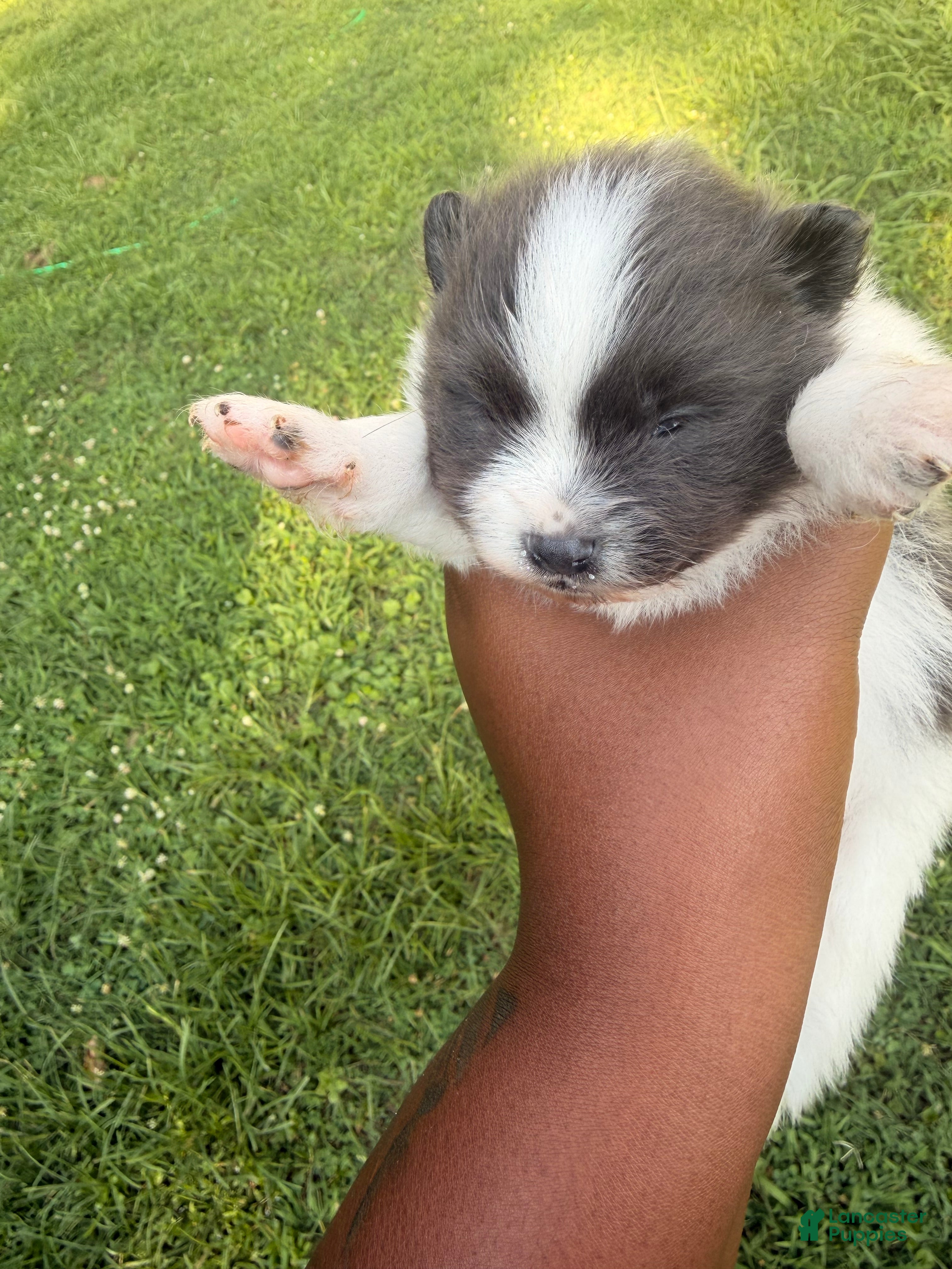 Pomeranian dogs for sale: Ziggy - Ad 1