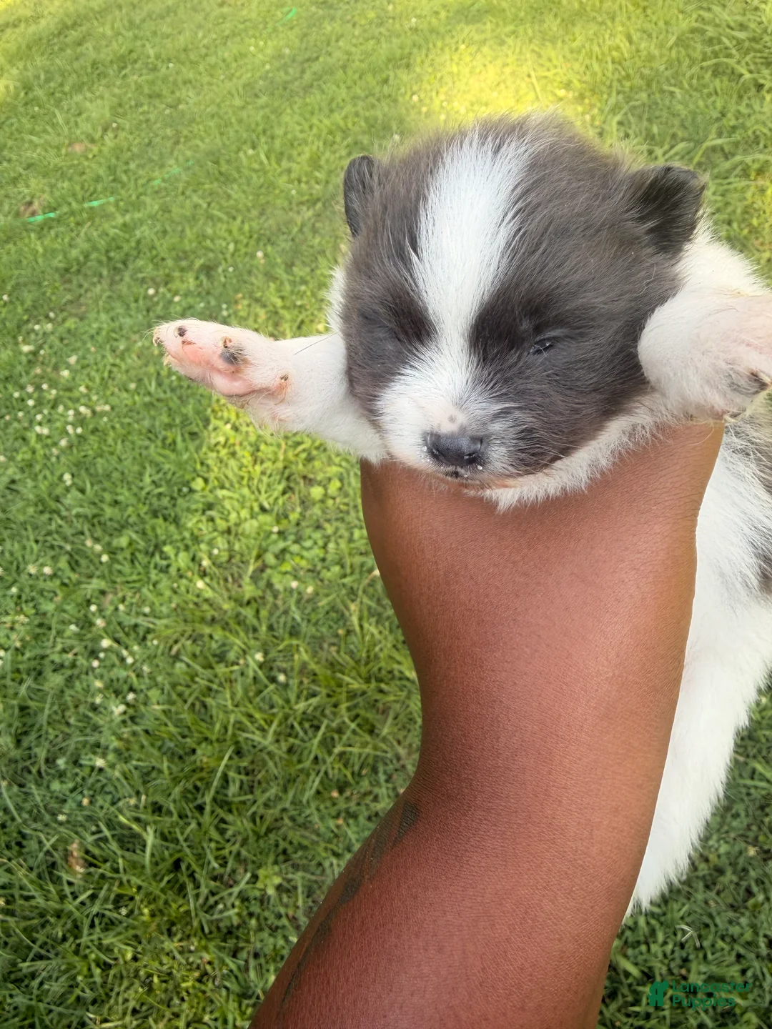 Pomeranian dogs for sale: Ziggy - Ad 1
