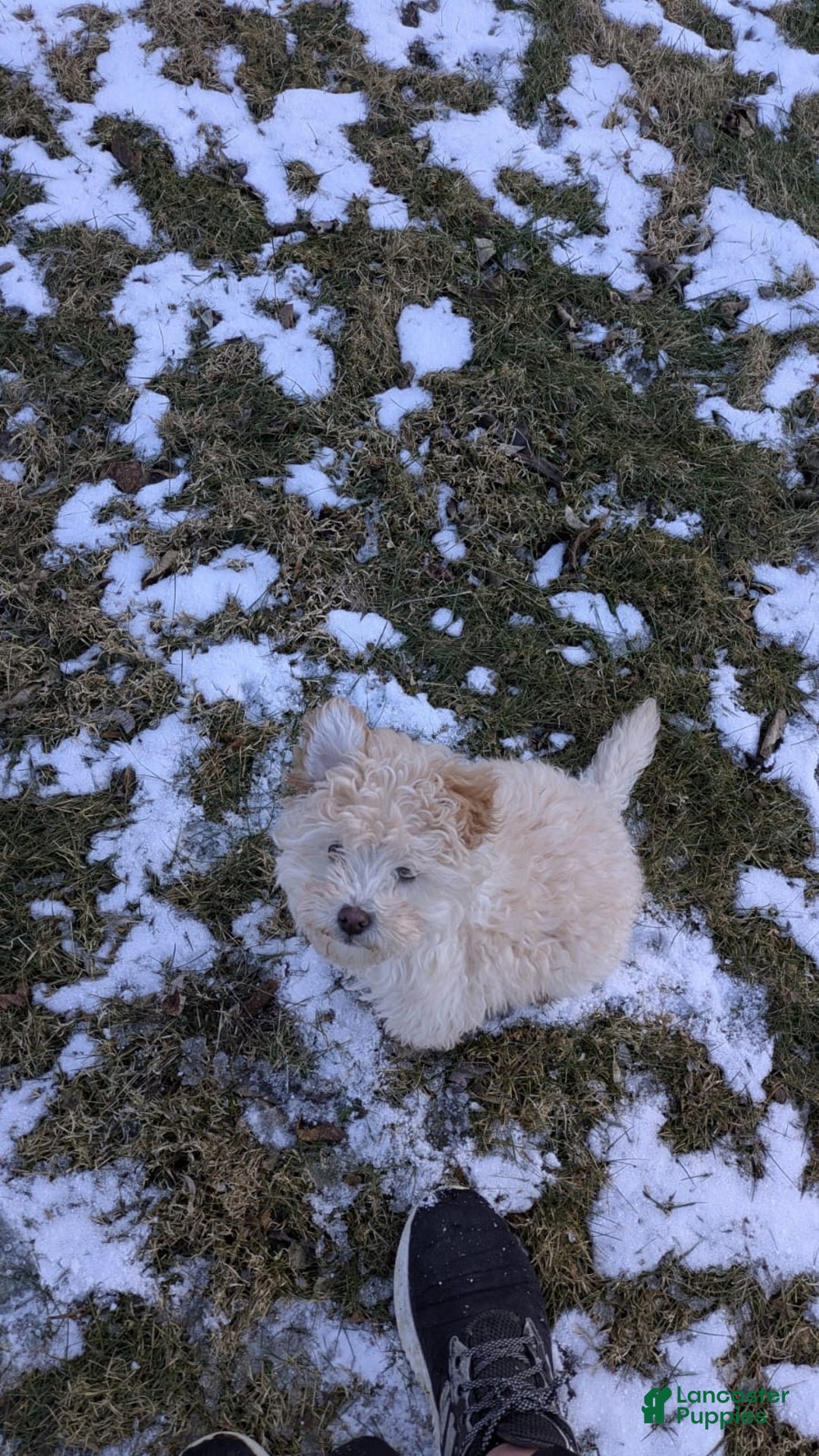 Mini Bernedoodle dogs for sale: Aurora "Rory" - Ad 5