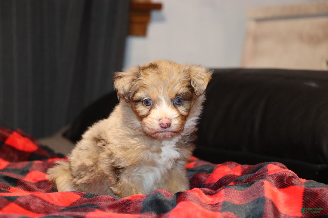 Mixed Breed dogs for sale: Poppy  - Ad 4