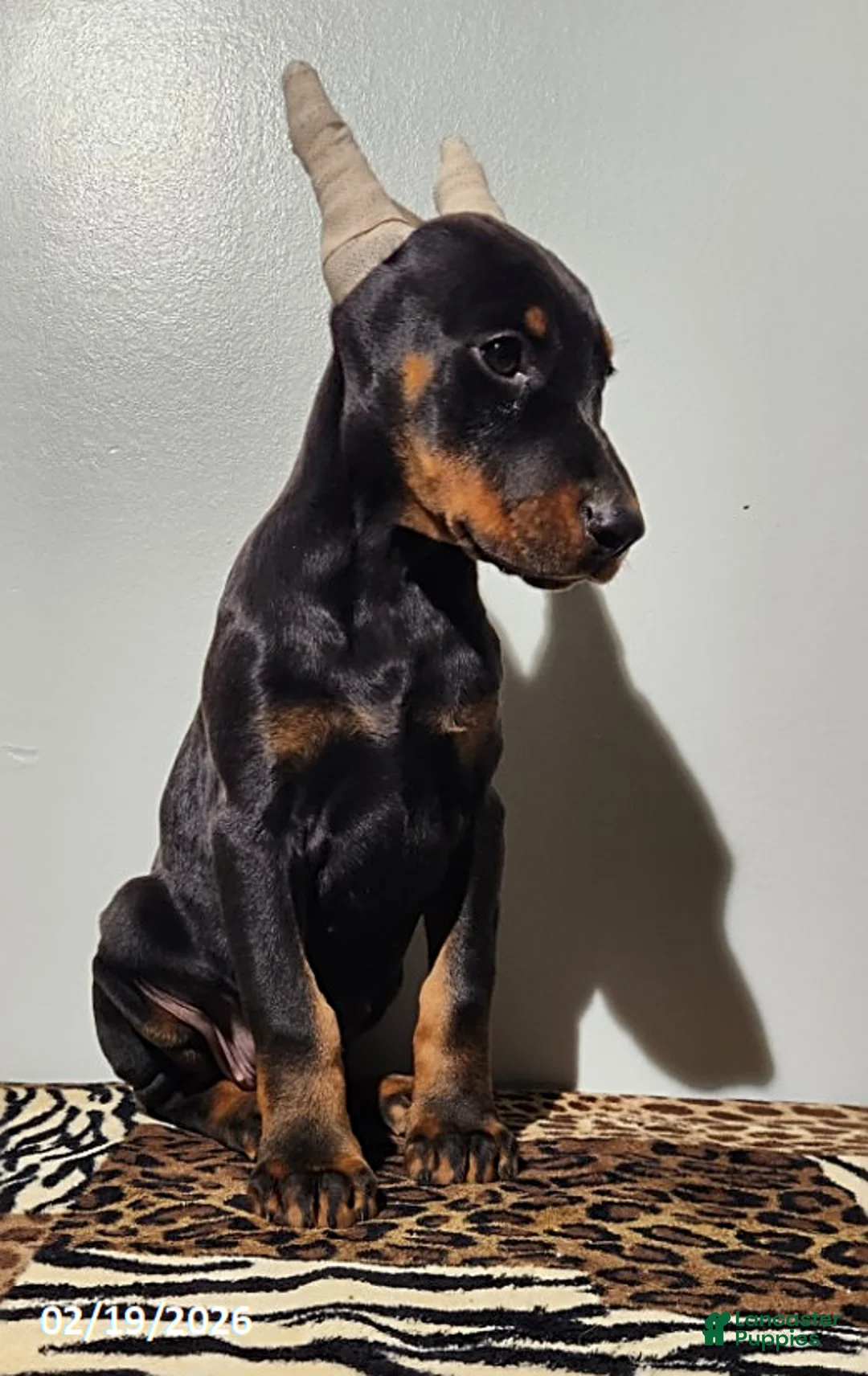 Doberman Pinscher dogs for sale: Roxy - Ad 2