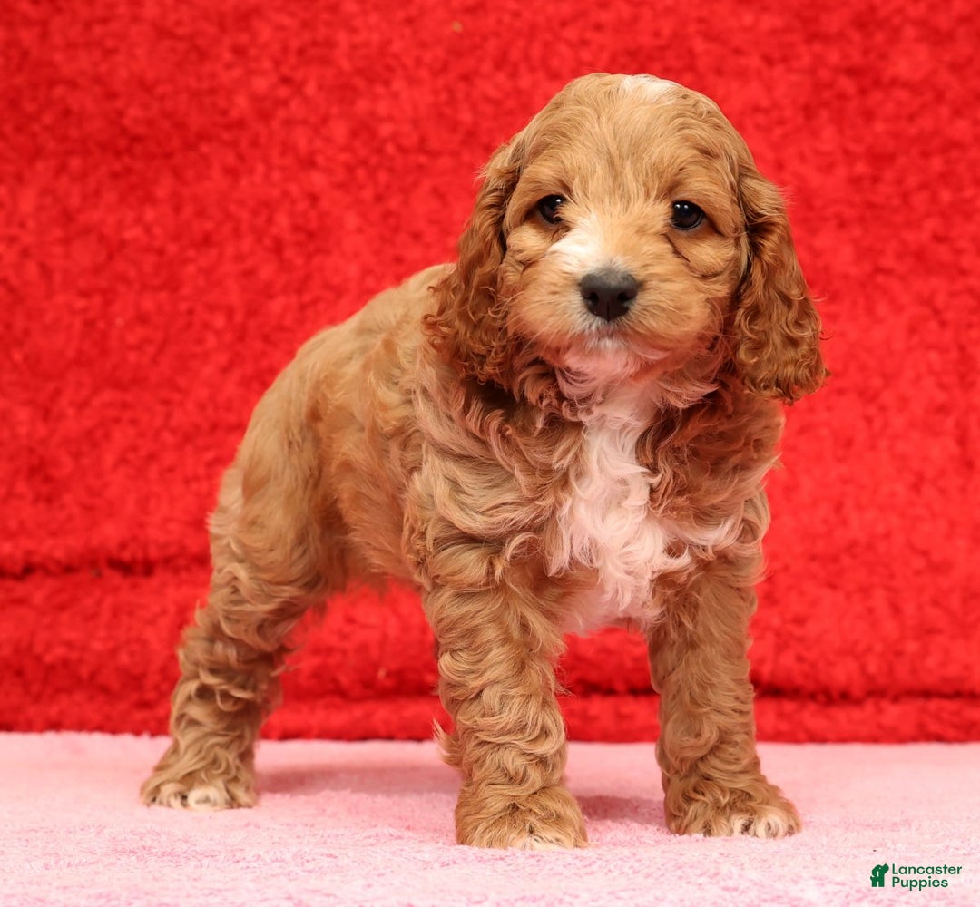 Cockapoo dogs for sale: Pearl - Ad 2
