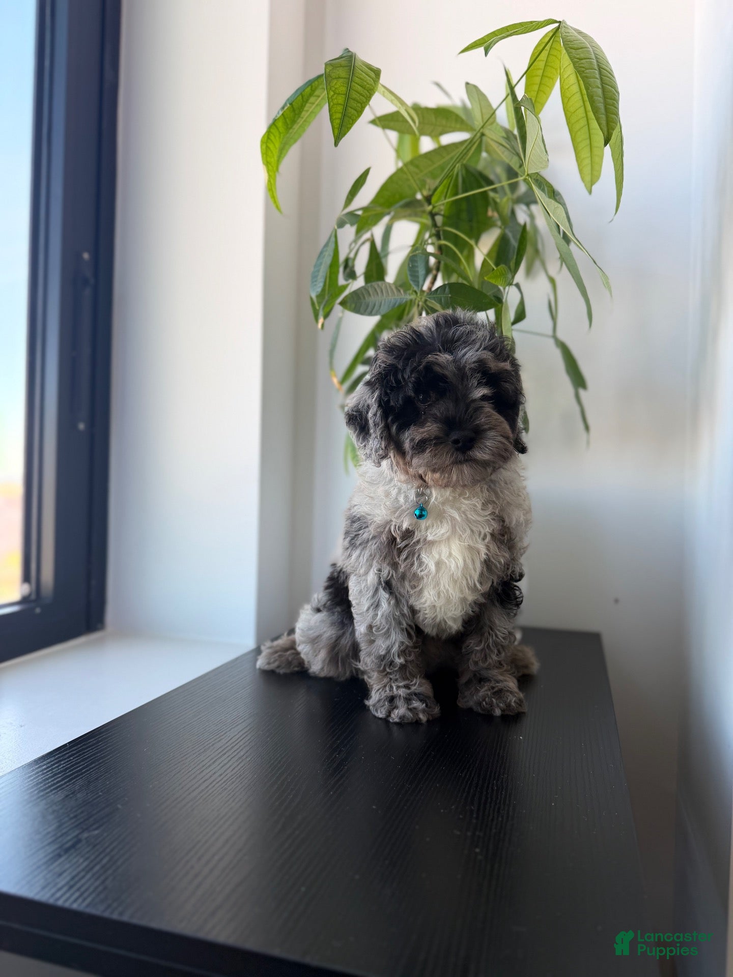 Mini Bernedoodle dogs Polo - Ad 5