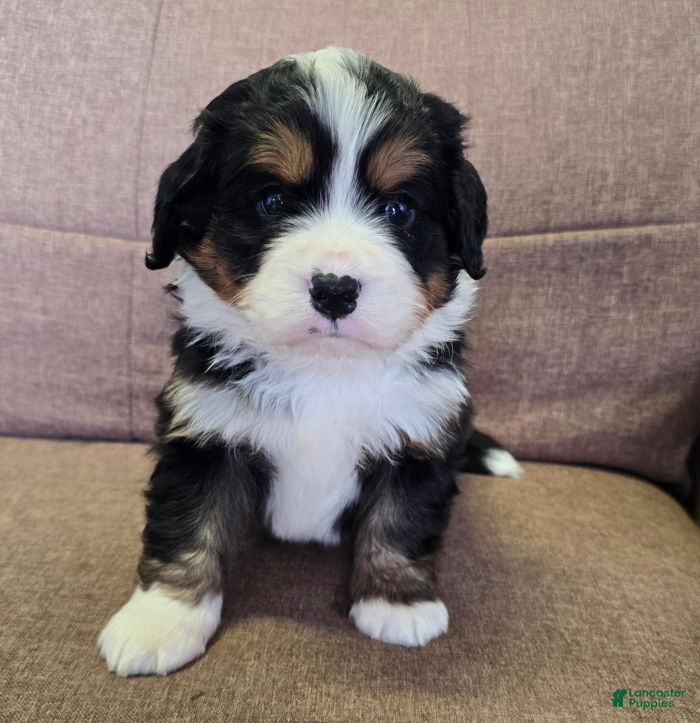 Miniature Bernese Mountain Dog dogs Negroni  - Ad 1