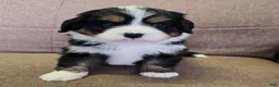 Miniature Bernese Mountain Dog dogs for sale: Tom Collins - Ad 29