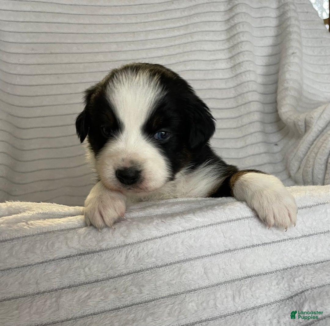 Australian Shepherd dogs for sale: Iris - Ad 1