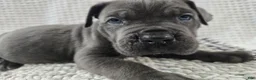 Cane Corso dogs for sale: Gambit - Ad 4