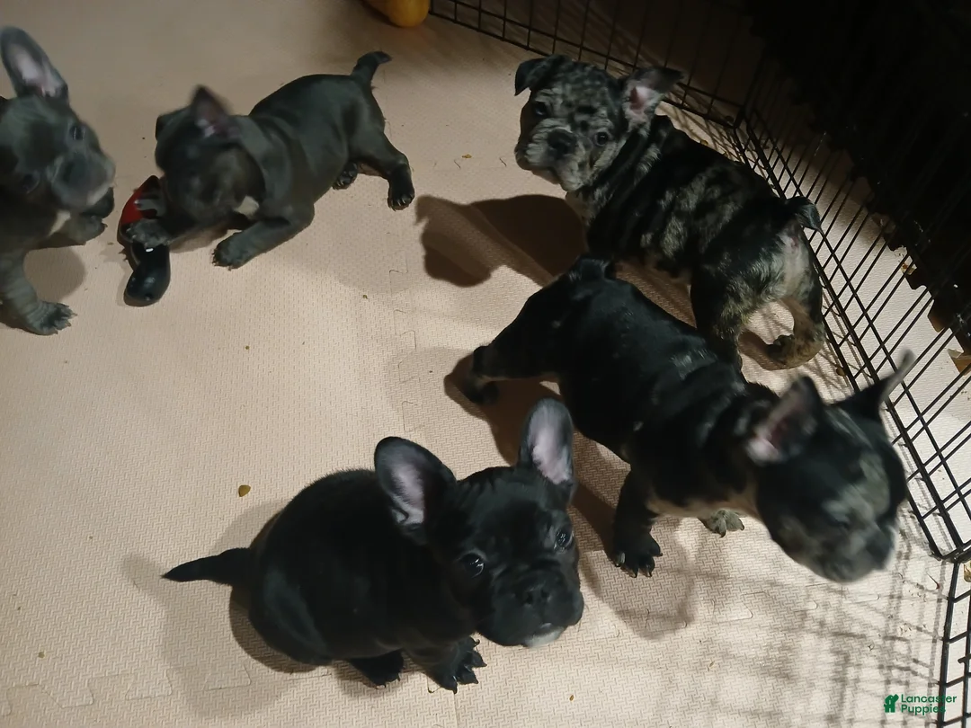 French Bulldog dogs for sale: Max - Ad 4