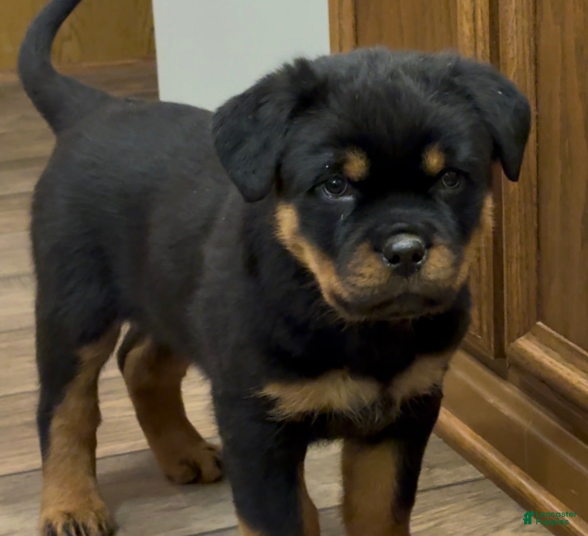 Rottweiler dogs Ranger - Ad 37