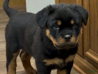 Rottweiler dogs Ranger - Ad 37