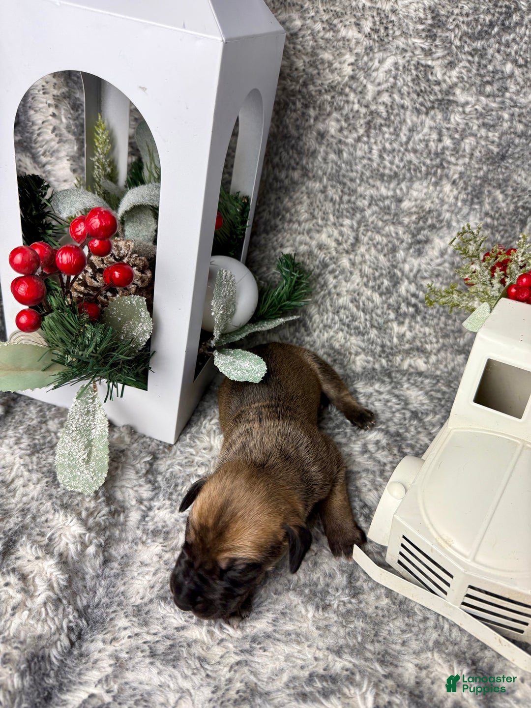 Great Dane dogs for sale: Ron Weasley - Ad 3