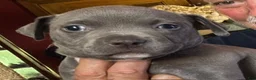 American Pit Bull Terrier dogs for sale: Sage - Ad 4