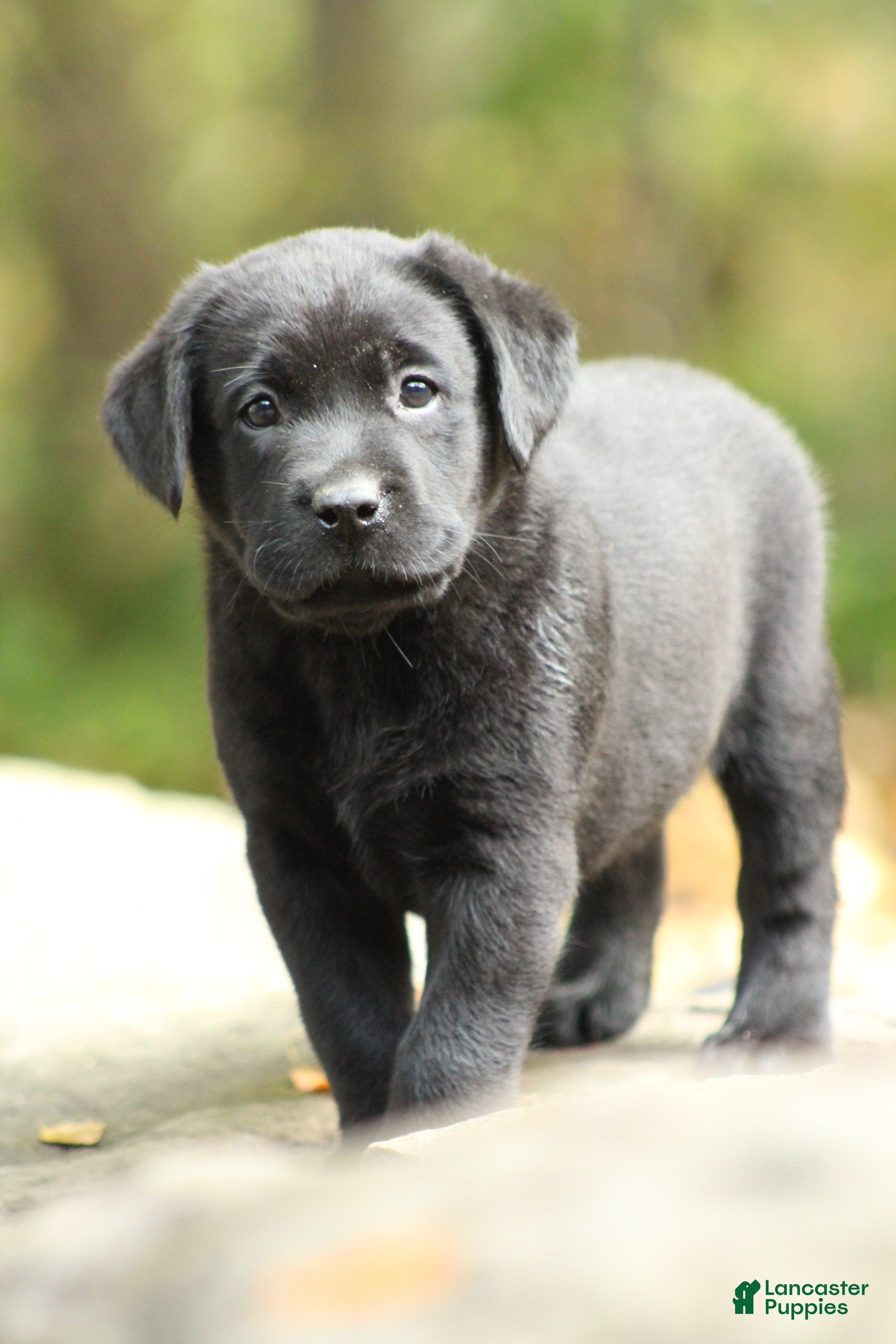 Labrador Retriever dogs Ollie - Ad 2