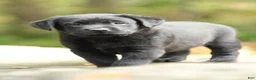 Labrador Retriever dogs for sale: Ollie - Ad 2