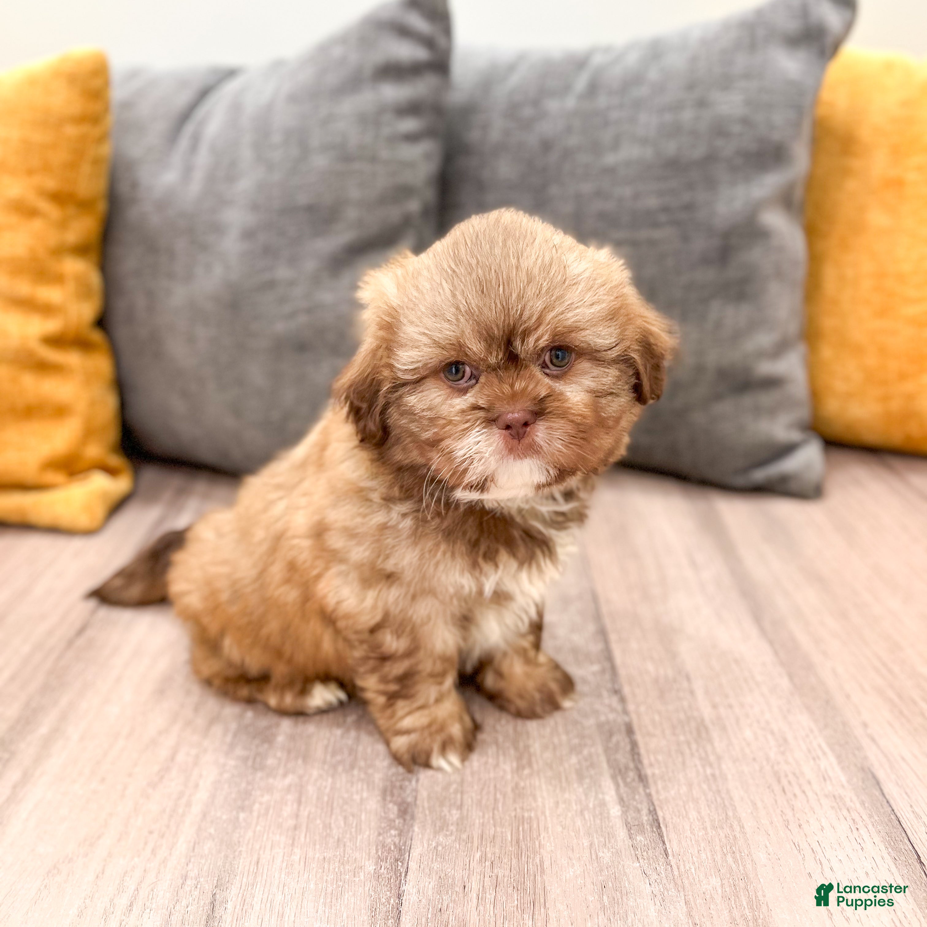 Shih Tzu dogs Gus - Ad 2