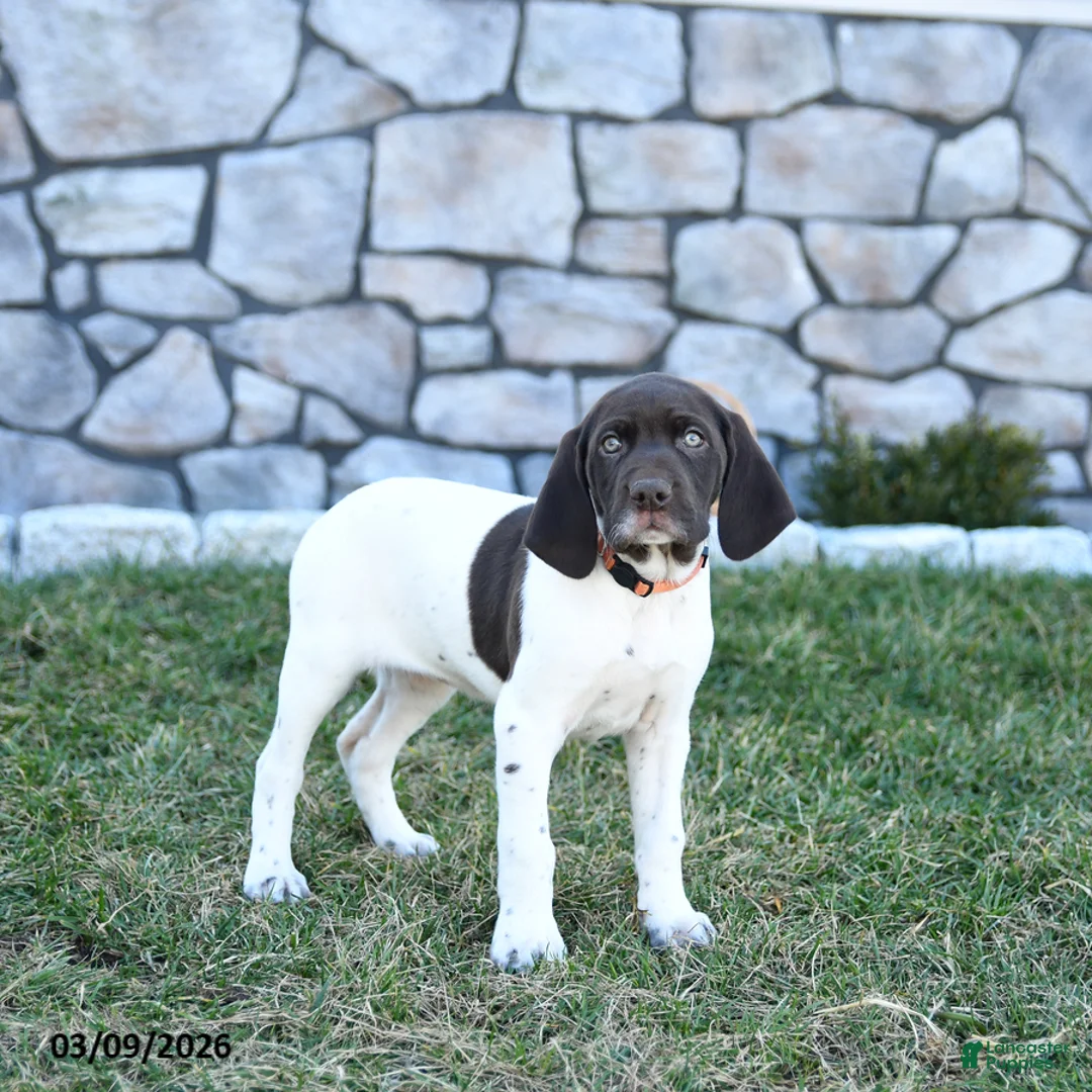 German Shorthaired Pointer dogs for sale: Opal - Ad 2