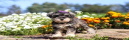 Miniature Schnauzer dogs for sale: Kelly - Ad 1