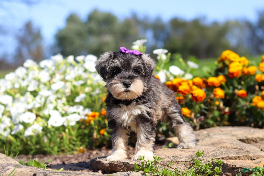 Miniature Schnauzer dogs for sale: Kelly - Ad 1