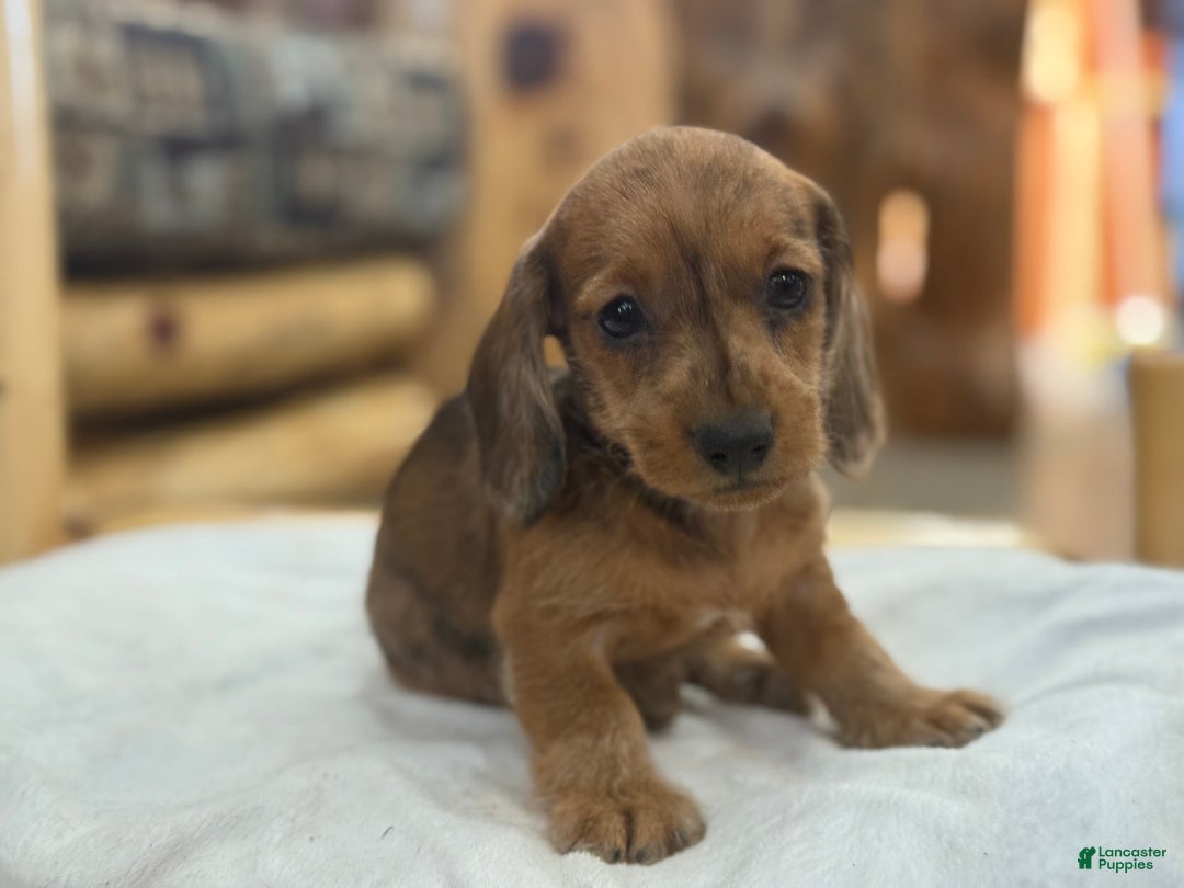 Miniature Dachshund dogs for sale: Pinto - Ad 3