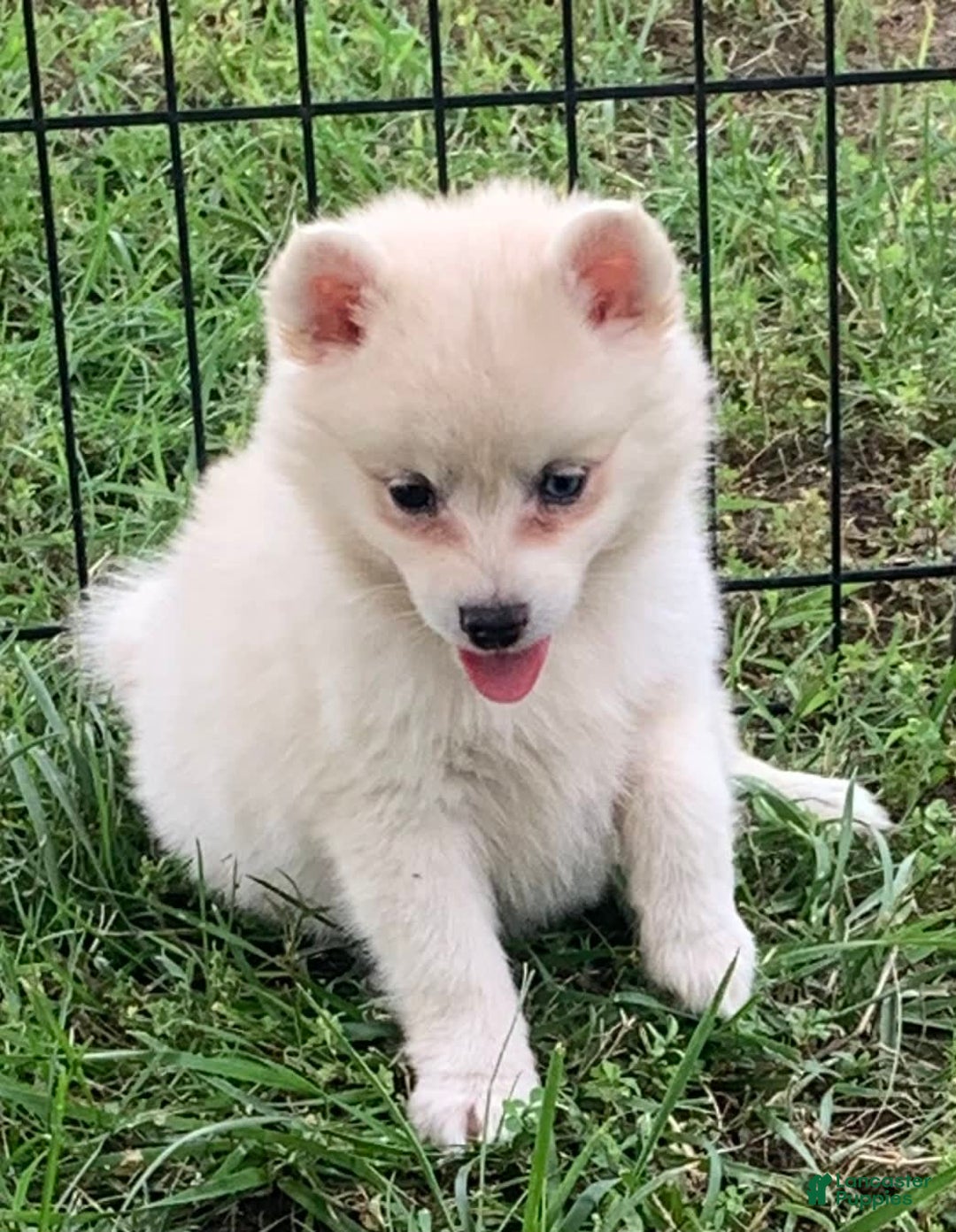 Alaskan Klee Kai dogs for sale: Fluffy Lil Tiki - Ad 12