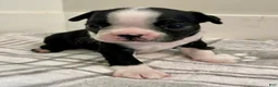 Boston Terrier dogs for sale: Boston Terrier Female 1 Puppy - Ad 4