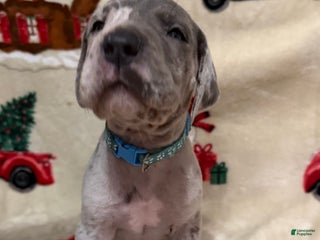 Great Dane dogs - Ad 40