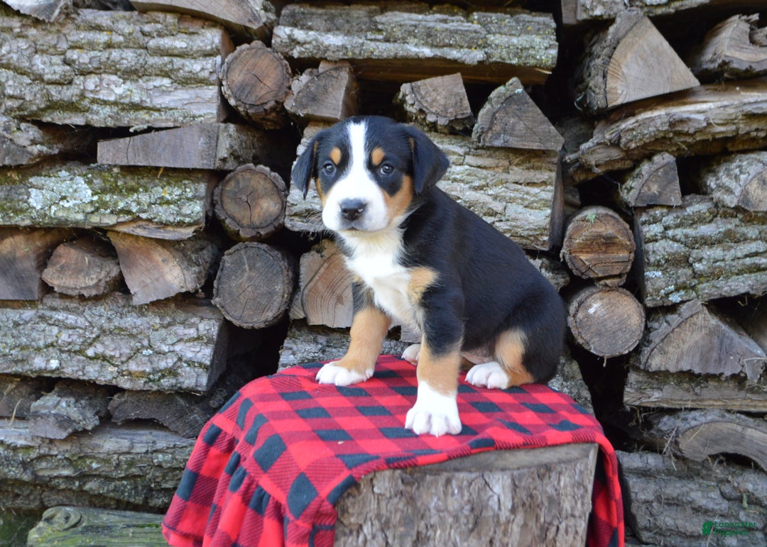Greater Swiss Mountain Dog dogs for sale: Grace - Ad 2