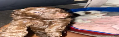 Mixed Breed 2