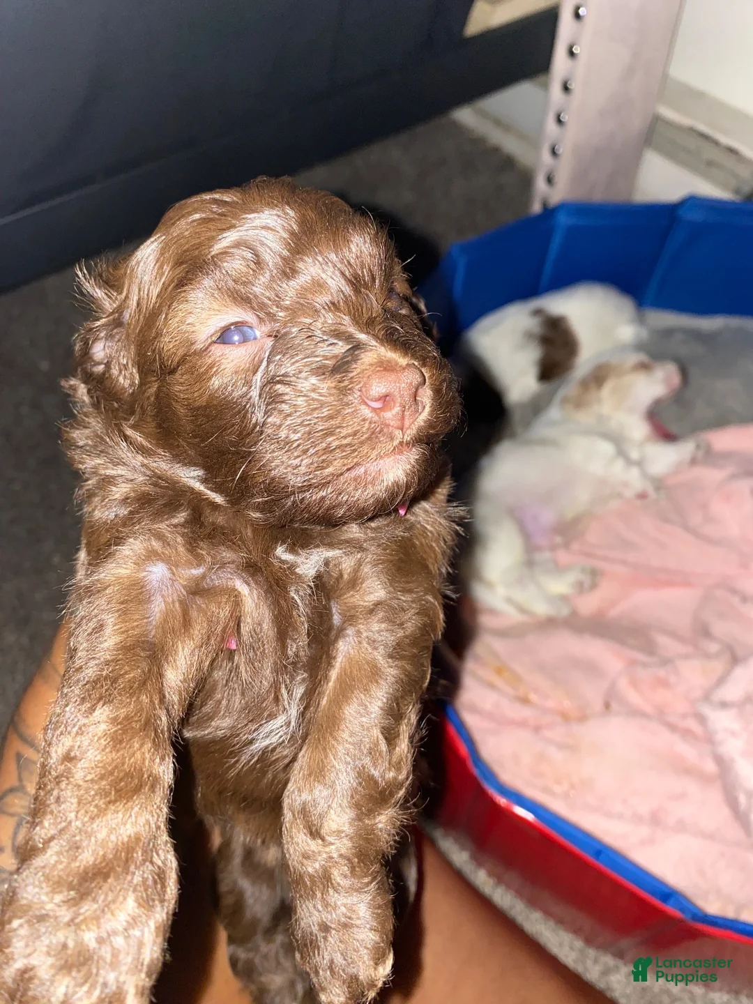 Mixed Breed dogs for sale: Mixed Breed 2 - Ad 1