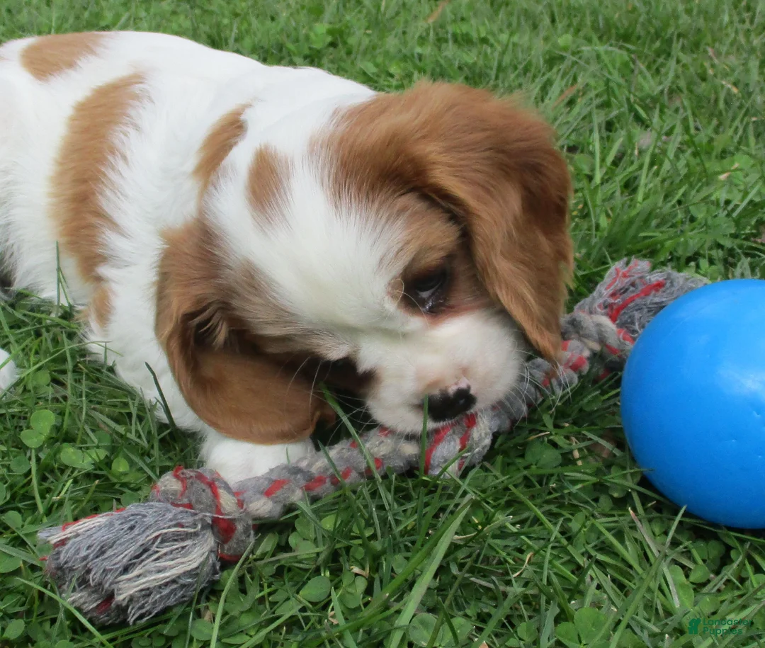 Cavalier King Charles Spaniel dogs for sale: Bella - Ad 2