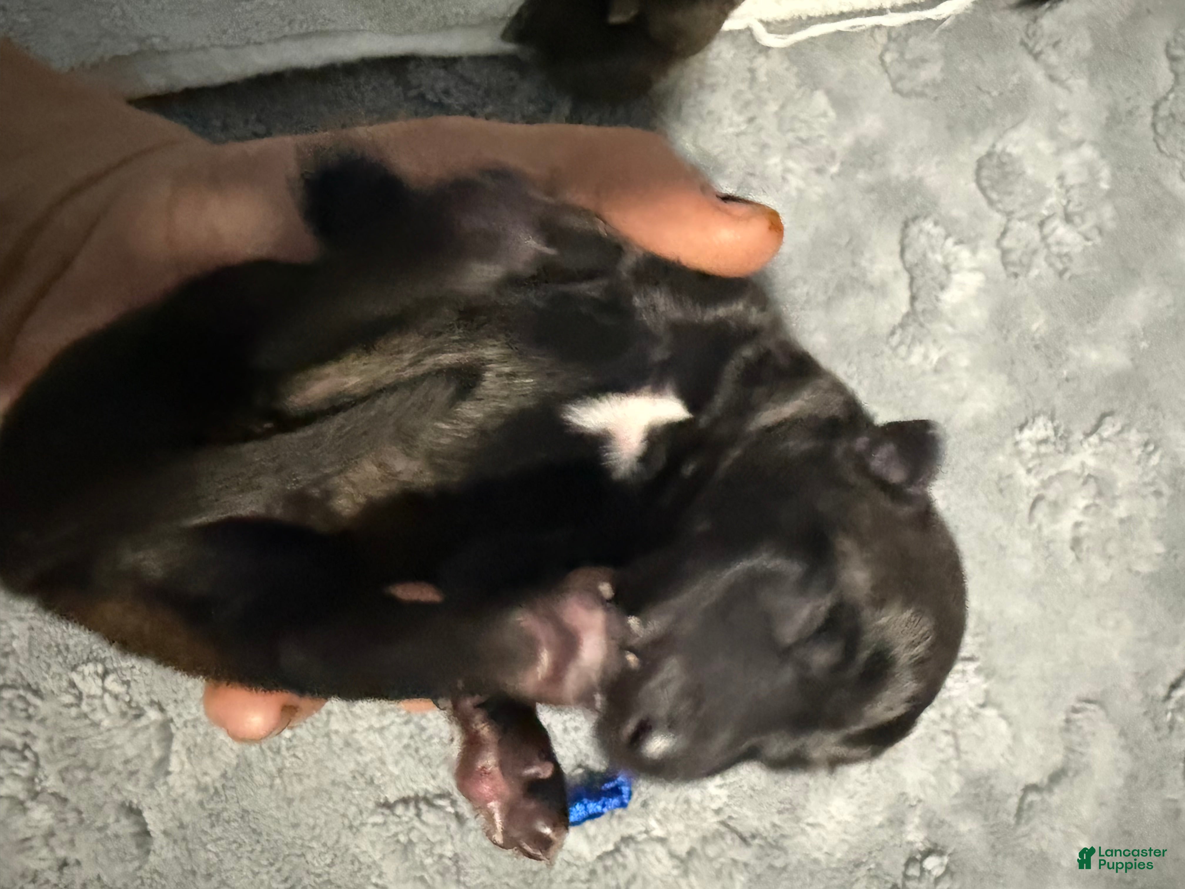 Belgian Malinois dogs for sale: Blue Collar - Ad 1