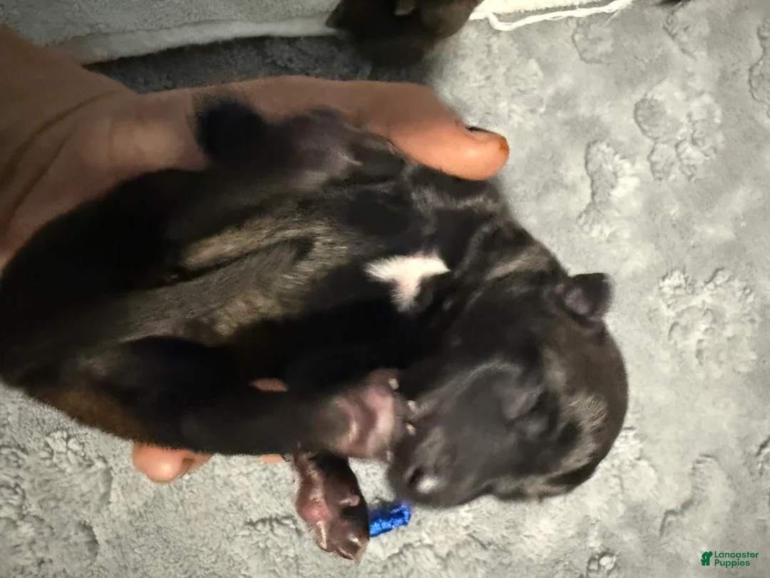 Belgian Malinois dogs for sale: Blue Collar - Ad 1