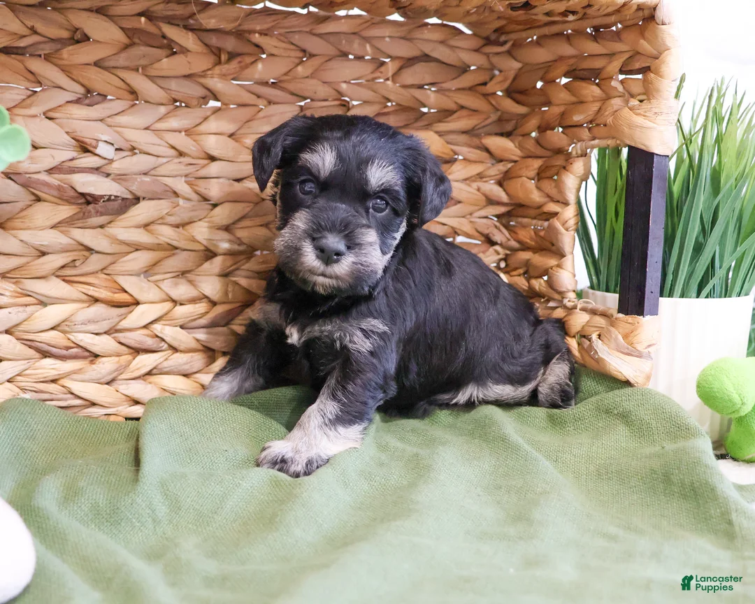 Miniature Schnauzer dogs for sale: Tristan  - Ad 1