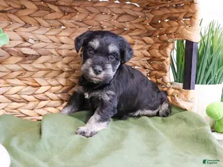 Miniature Schnauzer dogs Tristan - Ad 36